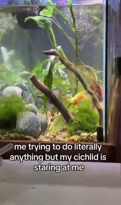 maybe having a tank right next to your bed isn't a good idea