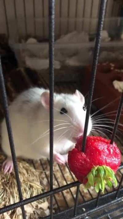 Had to say goodbye to my big boy Egg yesterday. To appreciate his cuteness, here&rsquo;s a video of him politely eating a strawberry. Hope there&rsquo;s lots of strawberries over the rainbow bridge Eggy ❤️