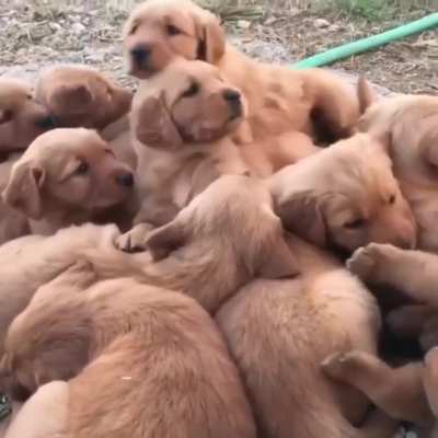 Family of puppers waking up from a nap