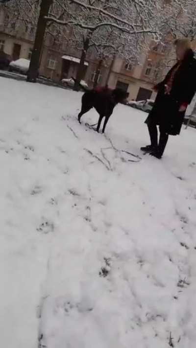 Winter wonderland with our rescue, Charlie, we got completely annihilated