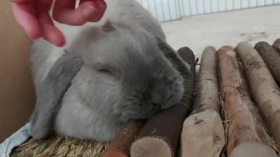My slave can give good head pats