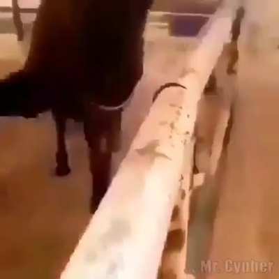 hold your horses