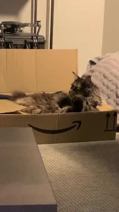 Genuine footage of an Amazon delivery driver in his free time&hellip;