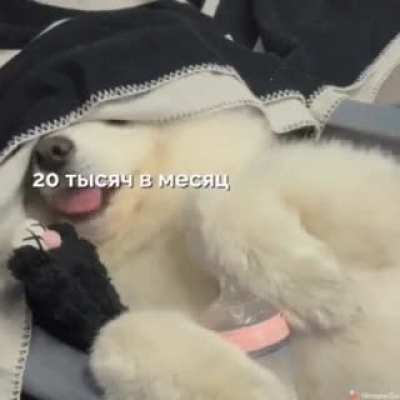 Когда устраиваешься в крупную компанию