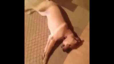 Dog stick bug trick