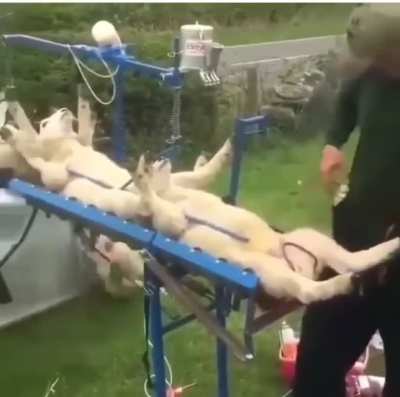 Machine for holding lambs still so they can be vaccinated.
