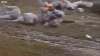 Video footage of WG CC program (leaked)
