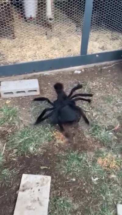 Chicken wearing Spider costume