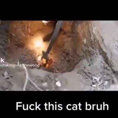 Rule this cat