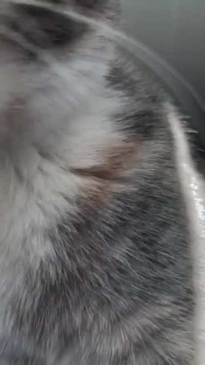 My cat soaks her toy in her water bowl then suckles on it while playing fetch, applying more water when needed. Homie behavior?