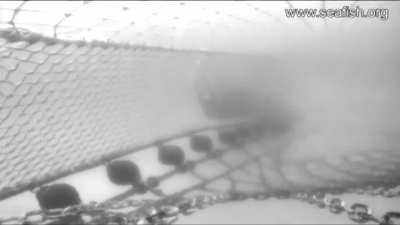 Bottom/beam trawl nets&hellip; not only terrifying, but also destructive to the seabed!