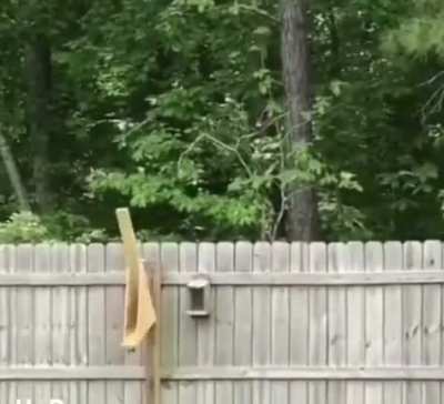 Poor squirrel