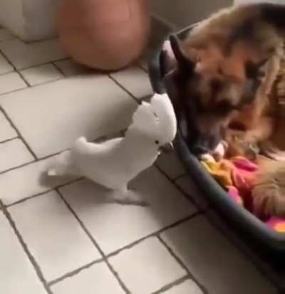 "Are you mocking me?"