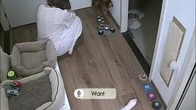 I just realized my cat is using "mad" to mean "hungry"!