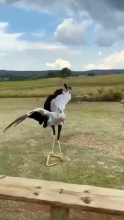 Crane from Kung Fu Panda commits a hate crime!