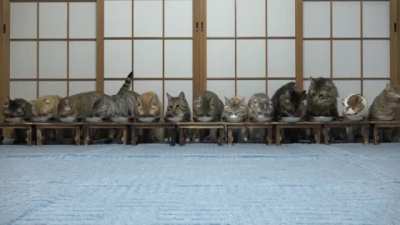 Cats surprised and escape while eating