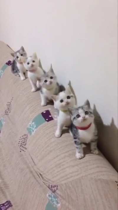 Smol Gang