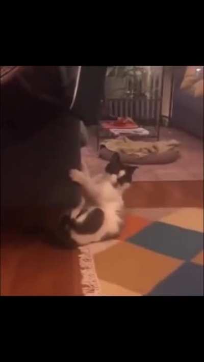 blursed cats