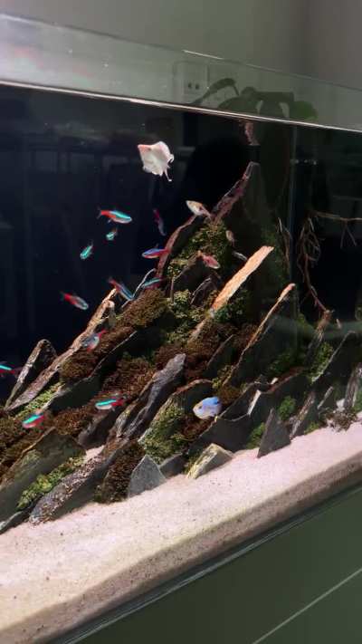 Got some new fishes in the tank !!!