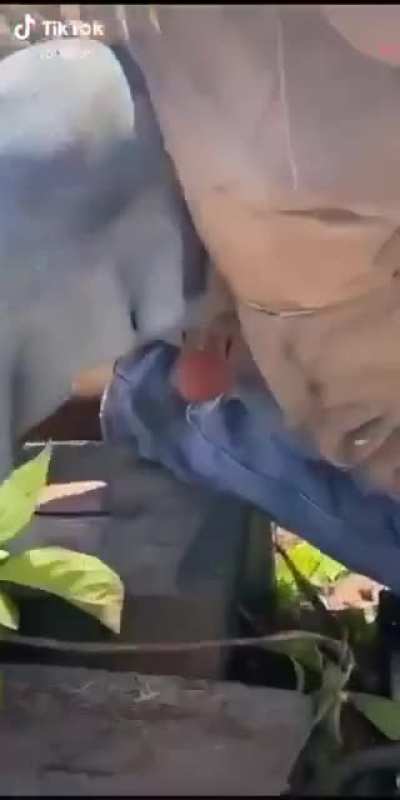 Efil efil esiyo