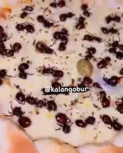 Here's a Brazilian "Tanajura" pizza... Yes, a pizza with ANTS