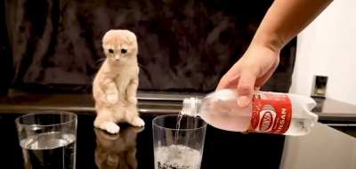 Kitty&rsquo;s like &ldquo;dafuq?&rdquo;