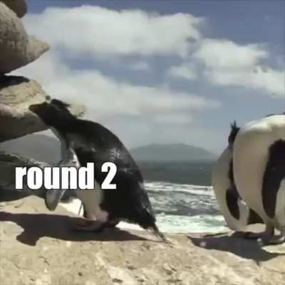 Just Penguin Things