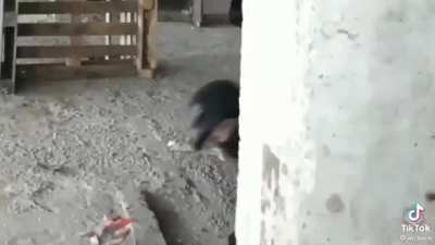 AYO!?