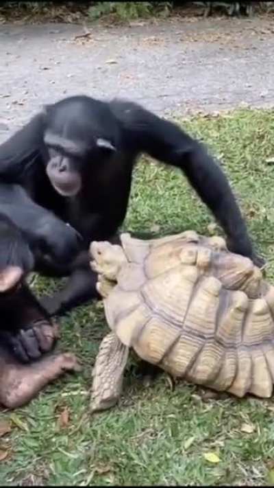 Monke