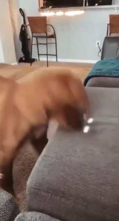Eating sunlight