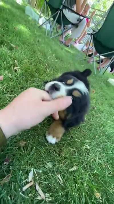 Meet my brother-in-law&rsquo;s new pup Goose.