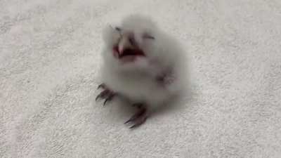 Birb