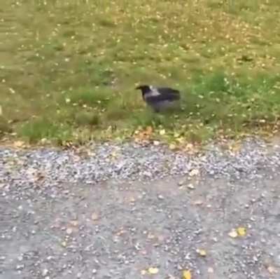 Crow