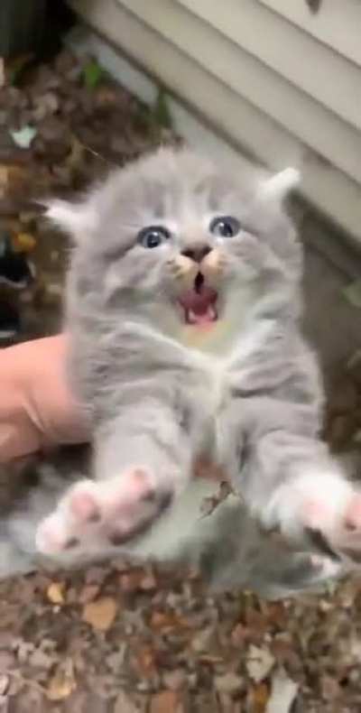 Not a happy kitty