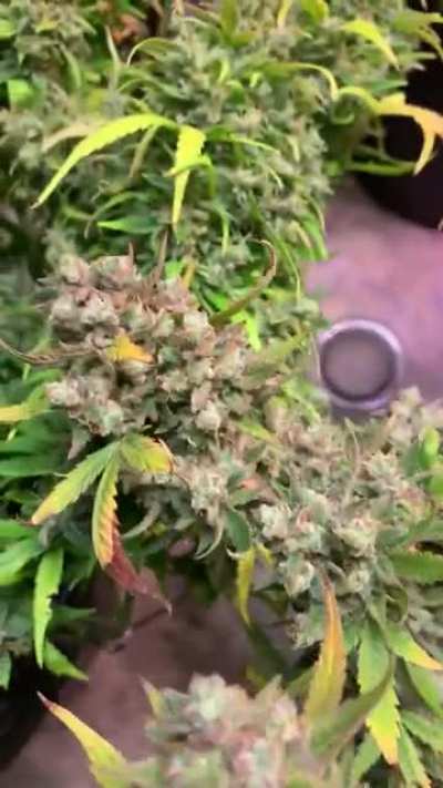 Fade or deficiency?
