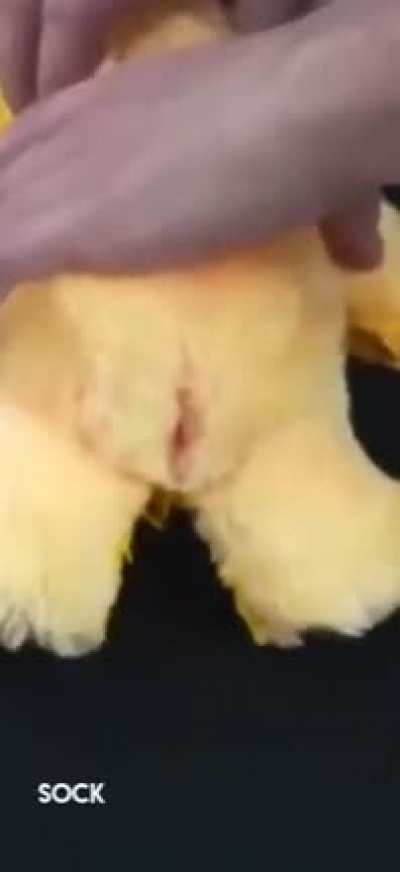 Oh God, Oh Fuck