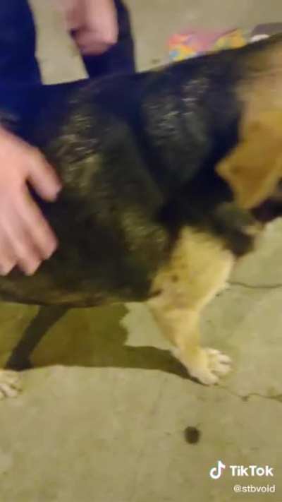 Perro wat&oacute;n 😎👌