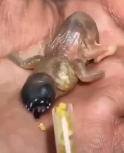 A baby Gouldian Finch.