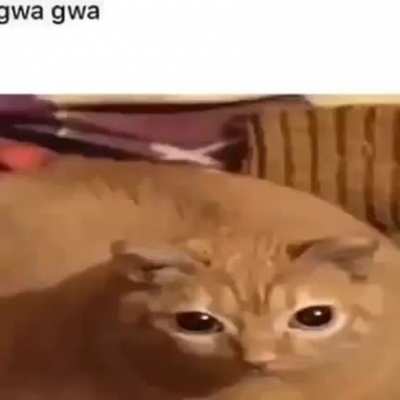 gwa gwa
