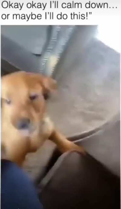 Tell me your dog is a smartass without telling me your dog is a smartass