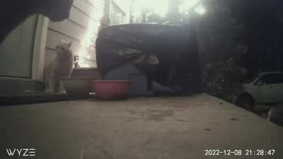 Cat screams