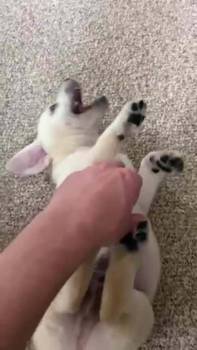 Don&rsquo;t be deceived, he only wants to bite