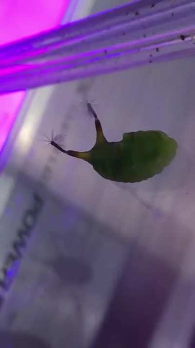 guys what kind of floppa is this?