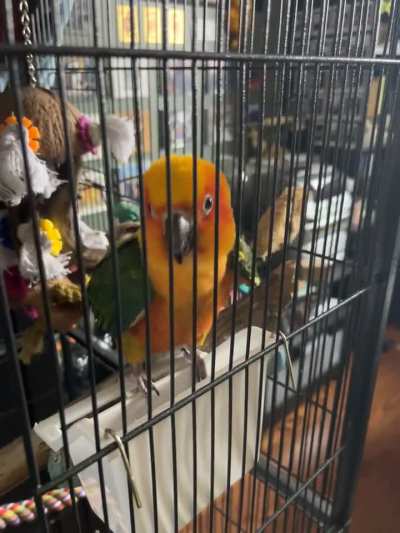 parrots