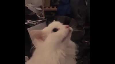 j&aacute; cheguei nesse redit eae blz adm