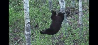 Bear hanging from tightrope!