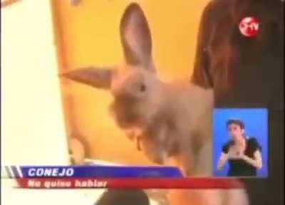 CONEJO MAL EDUCADO