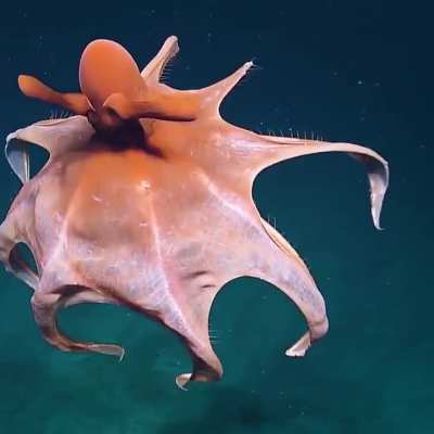 Amazing Octopus stretching its tentacles to form a huge balloon