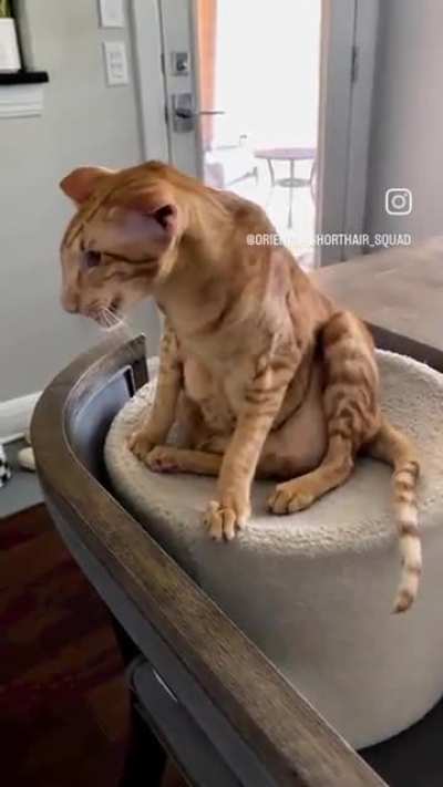 chubby wunk