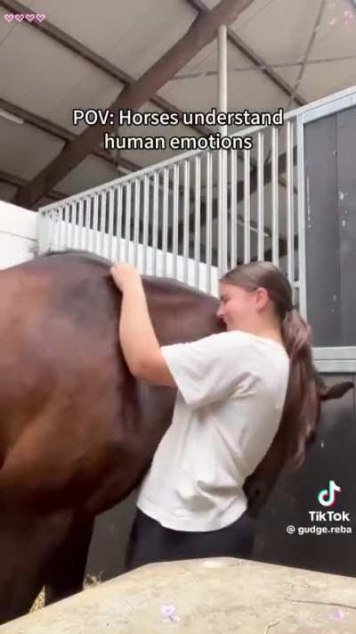 Horses being absolute gentlemen to their female owners.